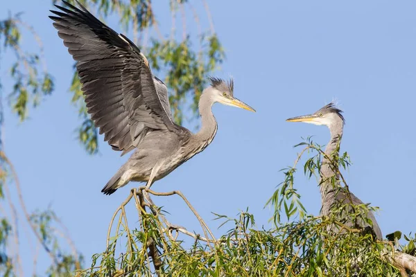 Garzas Grises Adulto Joven Encaramado Una Rama Con Alas Extendidas — Foto de Stock