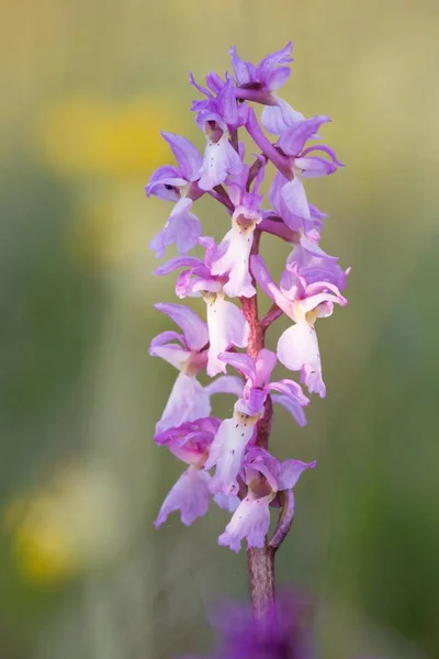 Closeup View Early Purple Orchid — Stock Photo, Image