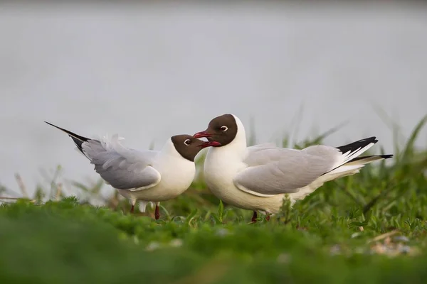 Courting Black Headed Gulls Wild Nature — Stock Photo, Image