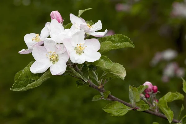 Closeup View Apple Tree Flowering — Stock Photo, Image