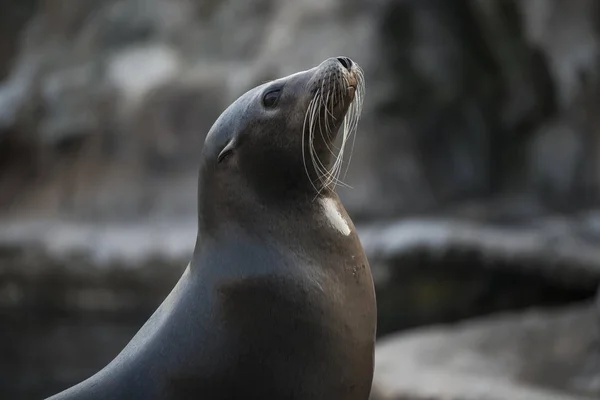 Vahşi Doğada California Sea Lion Yakın Çekim Görünümü — Stok fotoğraf