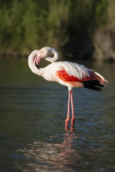 Flamingo Bird Standing Water Wild Nature — Stock Photo, Image