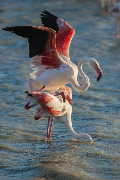 Flamingos Phoenicopteridae Paarung Camargue Südfrankreich Frankreich Europa — Stockfoto