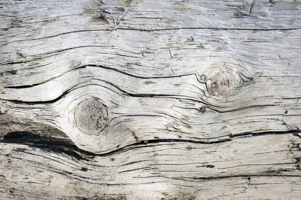 Closeup View Tree Trunk Texture — Stock Photo, Image
