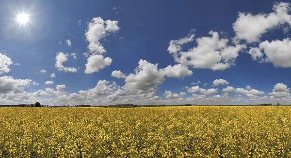 Weiße Wolken Vor Blauem Himmel Über Einem Leuchtend Gelben Rapsfeld — Stockfoto