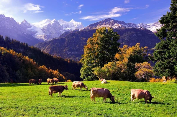 Vacas Vista Montaña — Foto de Stock