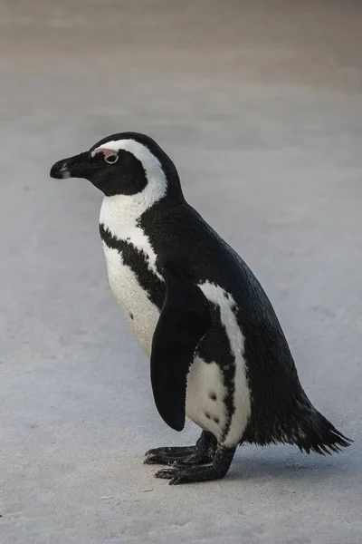 Pinguino Africano Sulla Spiaggia Sabbiosa Boulders Beach Simon Town Western — Foto Stock