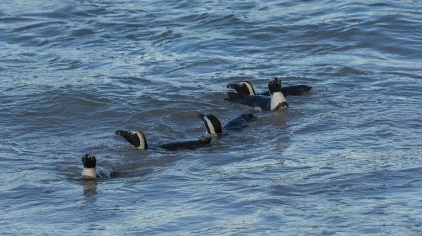 Pingüinos Africanos Nadando Océano Boulders Beach Simon Town Western Cape — Foto de Stock