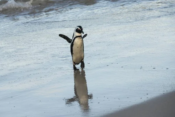 Pinguino Africano Boulders Beach Simon Town Western Cape Sudafrica Africa — Foto Stock