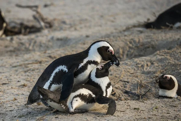 Afrikai Penguins Párosító Együtt Vad Természet — Stock Fotó