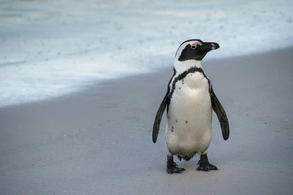 Pinguino Africano Sulla Spiaggia Sabbiosa Boulders Beach Simon Town Western — Foto Stock