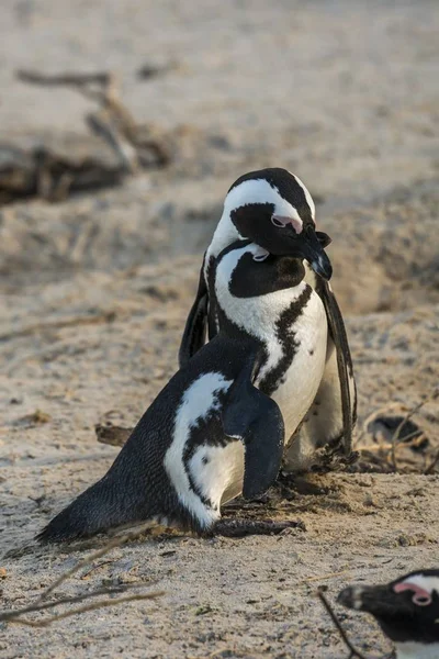 Afrikai Penguins Párosító Együtt Vad Természet — Stock Fotó