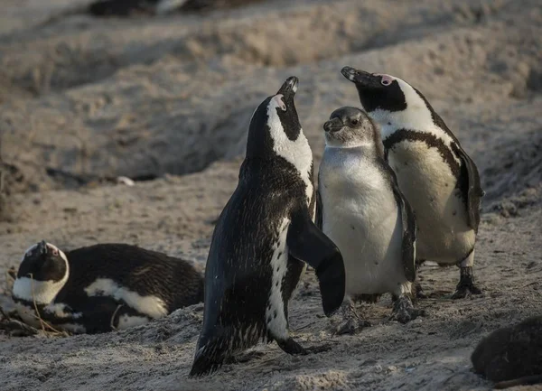 Afrikai Pingvinek Pár Molesztáló Csibével Boulders Beach Simon Town Western — Stock Fotó