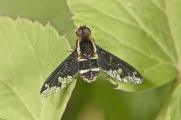 Hemipenthes Maura Fly Closeup Προβολή — Φωτογραφία Αρχείου