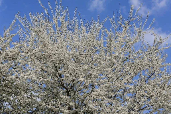 Cherry Plum Myrobalan Plum Prunus Cerasifera Full Bloom Bavaria Germany — Stock Photo, Image