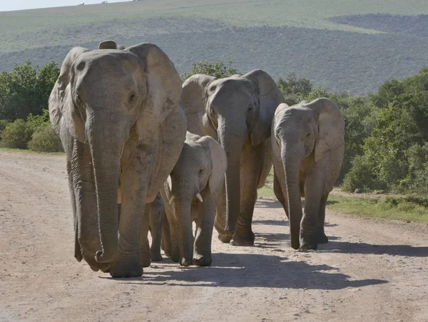 scenic view of cute elephants at wild nature