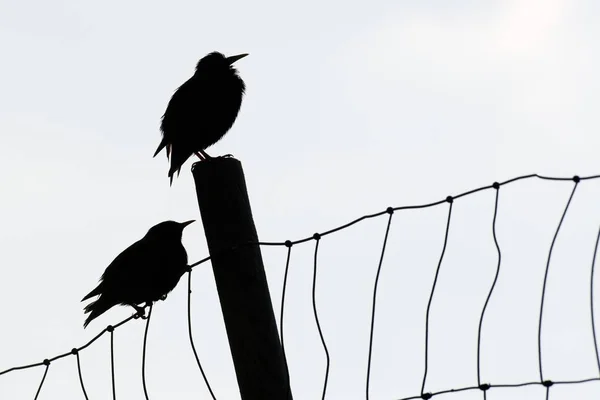 Faroe Starlings Sturnus Vulgaris Faroensis Empoleirava Uma Cerca Suuroy Ilhas — Fotografia de Stock