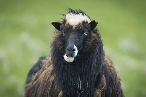 Malowniczy Portret Cute Owiec Przyrodzie — Zdjęcie stockowe