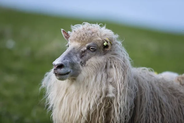Malowniczy Portret Cute Owiec Przyrodzie — Zdjęcie stockowe