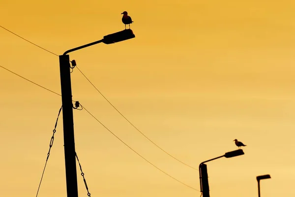 Seagulls Power Pole Islands Denmark Europe — стоковое фото