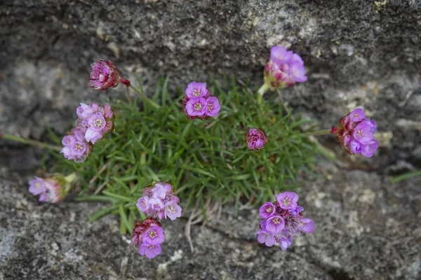 Thrift Sea Thrift Sea Pink Armeria Maritima Islas Feroe Dinamarca —  Fotos de Stock