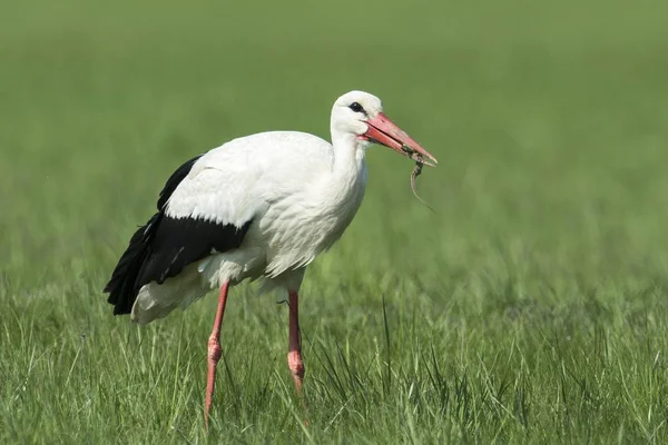 Cigüeña Blanca Ciconia Ciconia Alimentándose Presas Burgenland Austria Europa — Foto de Stock