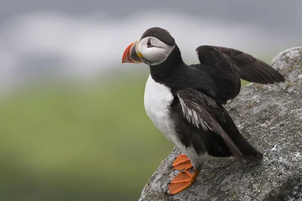 Puffin or Atlantic Puffin with winds spread against blurred background