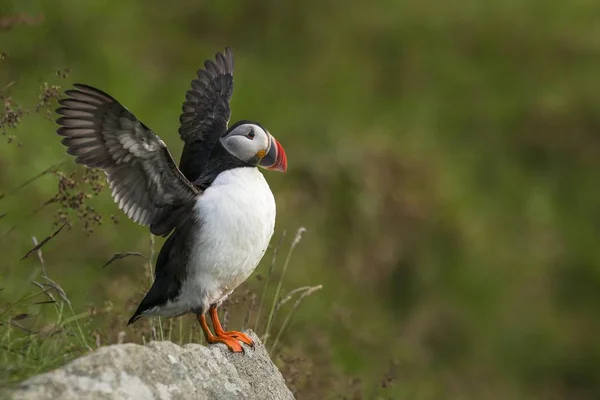 Puffin or Atlantic Puffin with winds spread against blurred background
