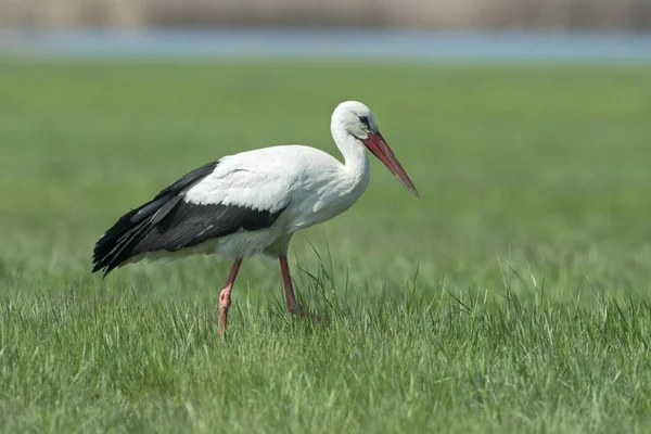 Fehér Gólya Ciconia Ciconia Füves Réten — Stock Fotó