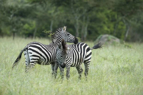 Plains zebras in long grass at wild nature