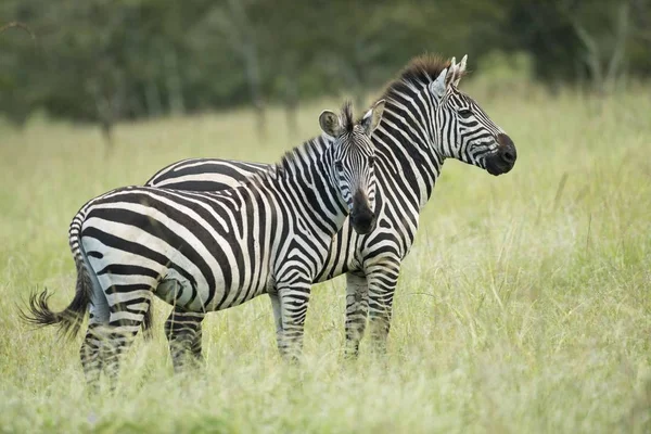 Plains Zebras Long Grass Wild Nature — Stock Photo, Image