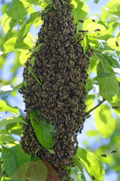 New Colony Honey Bees Apis Mellifera Trunk Apple Tree — Stock Photo, Image