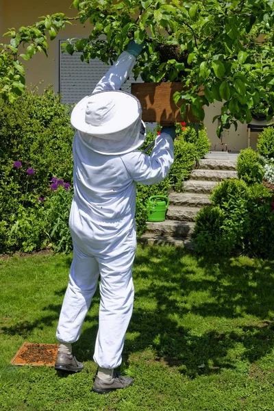 Bijenhouder Verzamelt Een Nieuwe Kolonie Honingbijen Apis Mellifera Uit Stam — Stockfoto