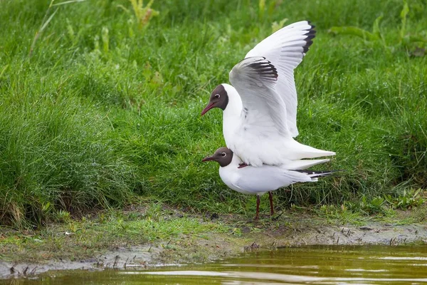 Aves Gaviotas Cabeza Negra Apareamiento —  Fotos de Stock