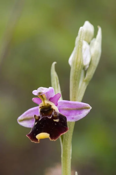 Late Spider Orchid Ophrys Holoserica North Hesse Hesse Germany Europe — 스톡 사진