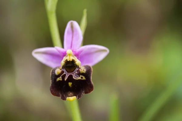 Список Викопних Птахів Ophrys Holoserica North Hesse Hesse Germany Europe — стокове фото