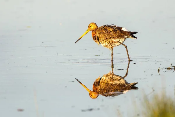 Godwit Cola Negra Buscando Comida Lago Con Reflexión — Foto de Stock