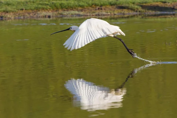 Eurasischer Löffler Hebt Wilder Natur Vom See — Stockfoto