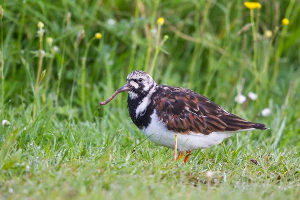 Ruddy Turnstone Arenaria Interpres Földigilisztával Csőrben Texel Nyugat Fríz Szigetek — Stock Fotó