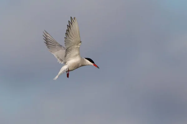 Common Tern Sterna Hirundo Vuelo Texel Holanda Del Norte Países — Foto de Stock