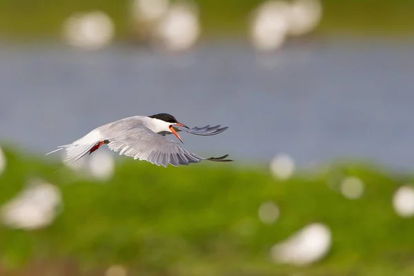 Common Tern Sterna Hirundo Flight Texel North Holland Netherlands Europe — 图库照片