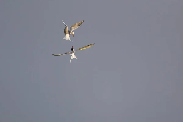 Common Terns Sterna Hirundo Πτήσει Πολεμώντας Στον Αέρα Texel Βόρεια — Φωτογραφία Αρχείου