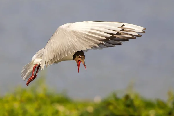 Mouette Tête Noire Vol Vue Rapprochée Sur Fond Flou — Photo