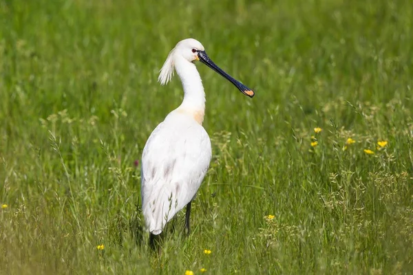 Eurasian Spoonbill Vue Rapprochée Dans Herbe Verte — Photo