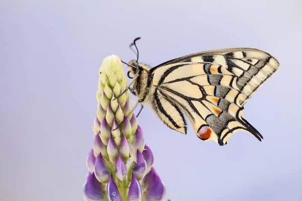 Schwalbenschwanz Oder Alte Welt Schwalbenschwanz Auf Blume Sitzend — Stockfoto