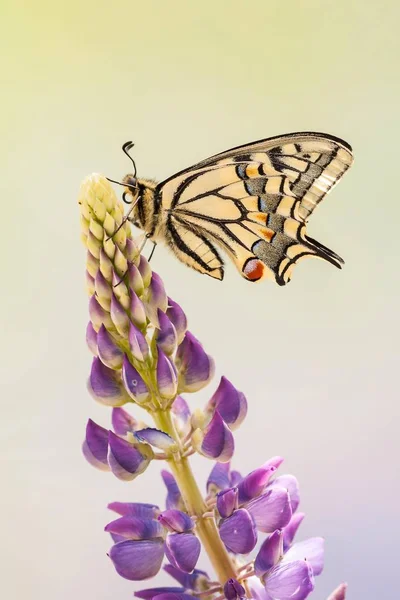 Schwalbenschwanz Oder Alte Welt Schwalbenschwanz Auf Blume Sitzend — Stockfoto