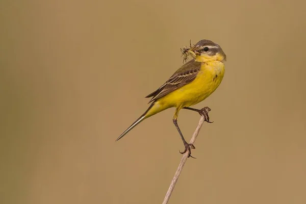 Yellow Wagtail Stalk Insect Beak — Stock Photo, Image