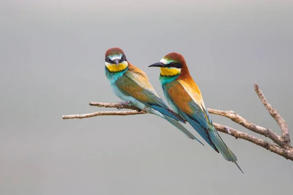 Due Apicoltori Europei Merops Apiaster Seduti Sul Ramo Lago Neusiedl — Foto Stock