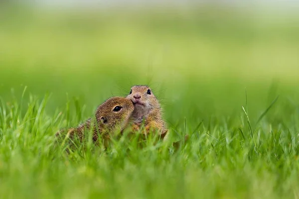 Zwei Junge Europäische Ziesel Spermophilus Citellus Bei Der Kontaktaufnahme Neusiedler — Stockfoto