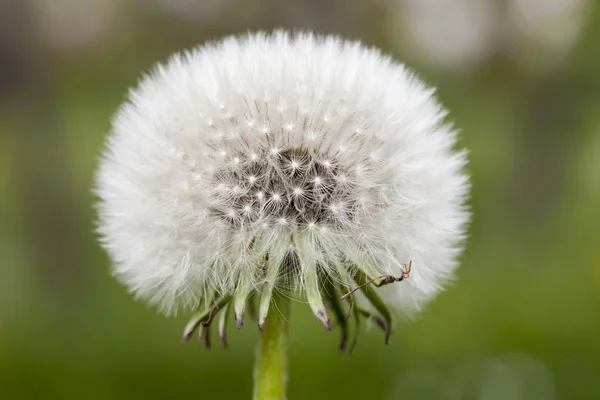 Löwenzahn Löwenzahnuhr Taraxacum Officinale Baden Württemberg Deutschland Europa — Stockfoto